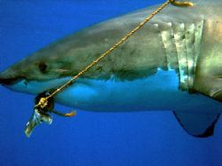 Great White Shark taken at Isle de Guadaloupe September 2... by Anna Kinnersly 